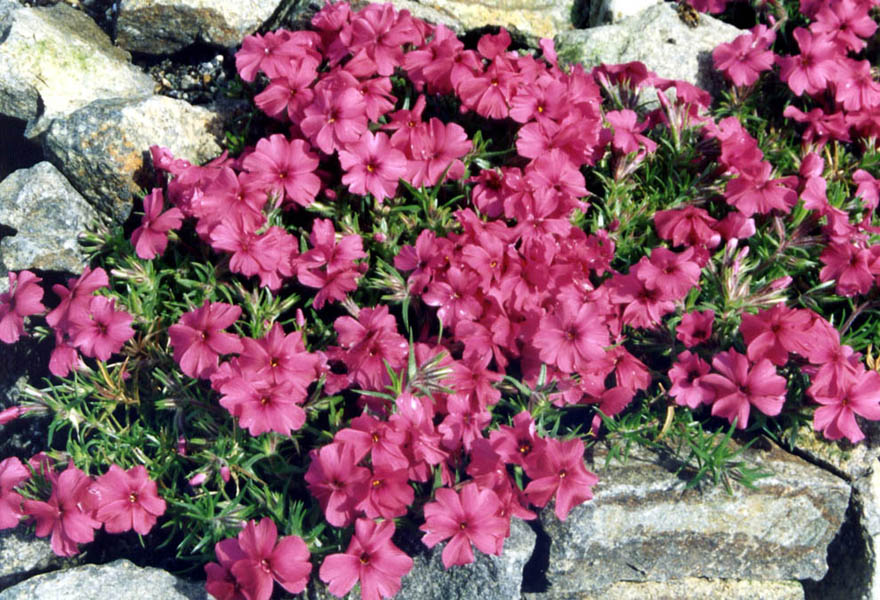 Phlox 'Tetra red' photo